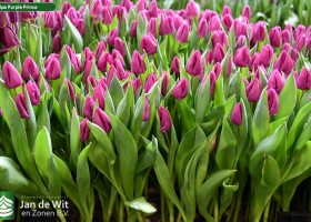 Tulipa Purple Prince (1)